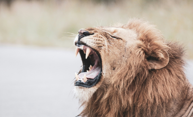 Lion with mouth wide open, eyes closed, and roaring.