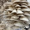 Fresh Pearl Oyster Mushroom